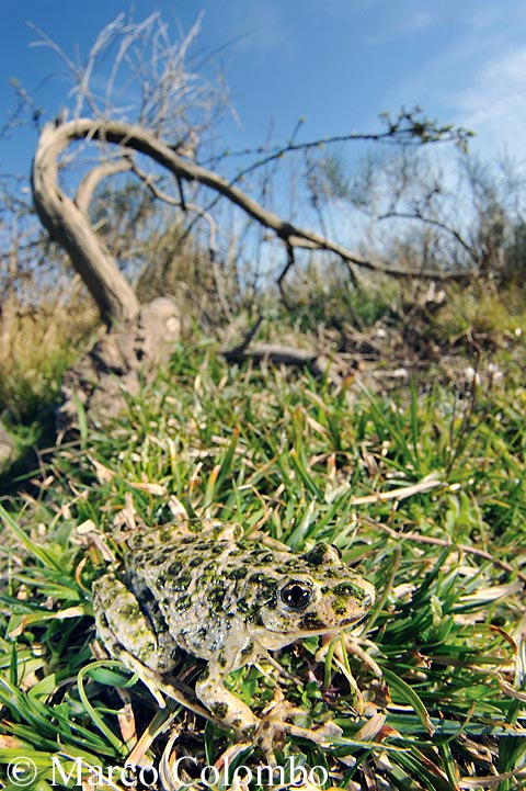 Pelodytes punctatus